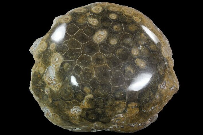 Polished Fossil Coral (Actinocyathus) - Morocco #90243